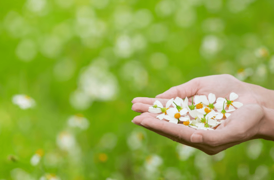 植物新藥 vs 化學合成藥：多靶點治療的優勢與挑戰